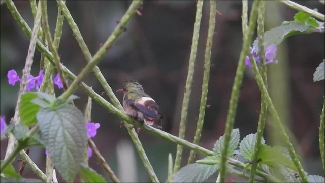 Tufted Coquette - ML538288191