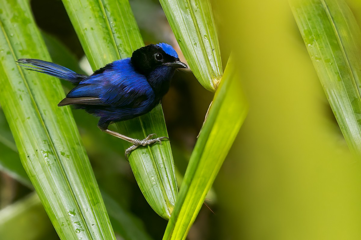 Emperor Fairywren - Dubi Shapiro