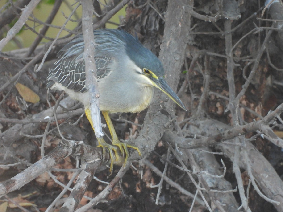 Striated Heron - ML538290281