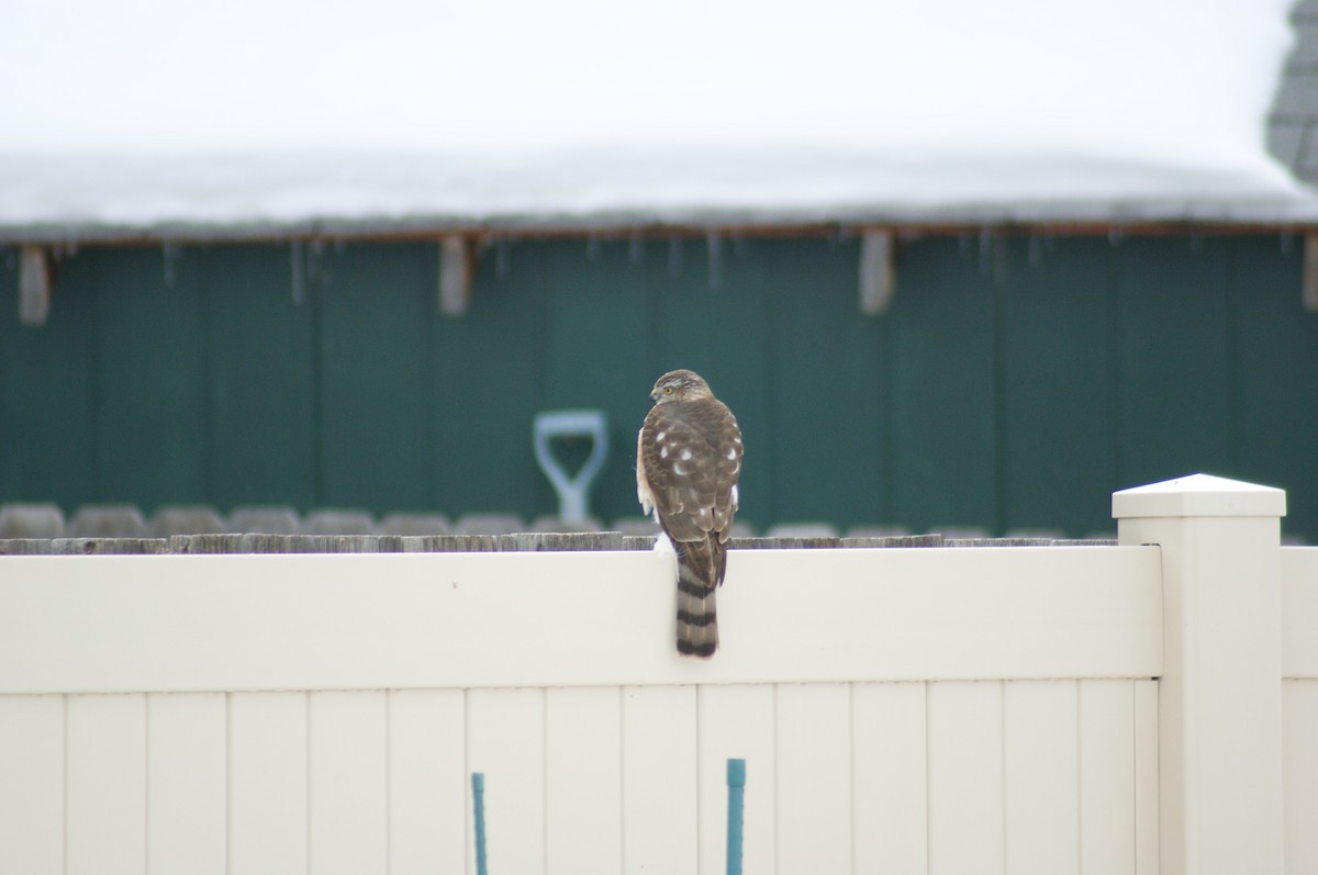 Sharp-shinned Hawk - ML538290391