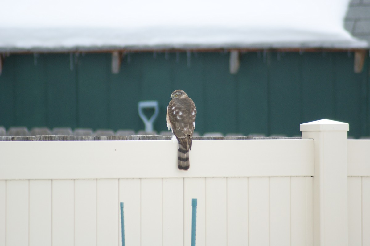 Sharp-shinned Hawk - ML538290411