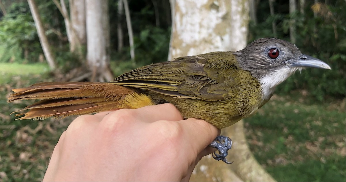 Bulbul à barbe blanche ou B. de Reichenow - ML538290641