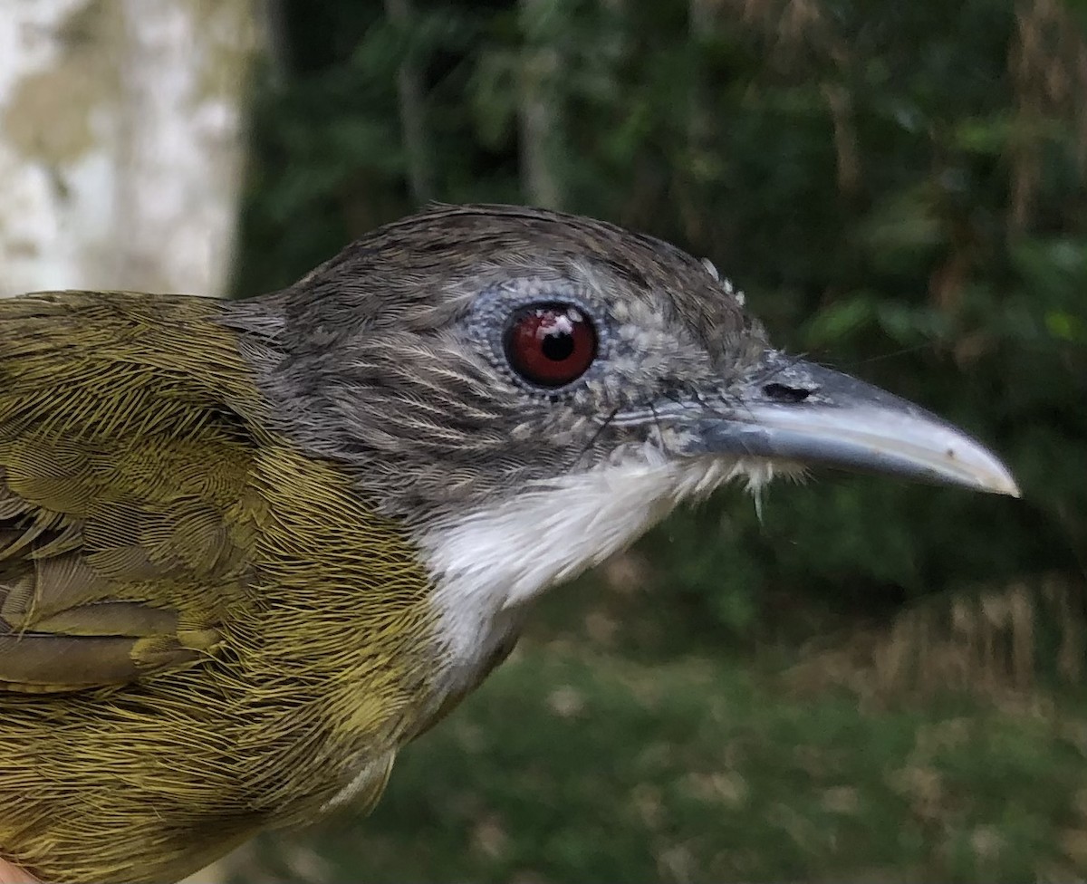 Bulbul à barbe blanche ou B. de Reichenow - ML538290651