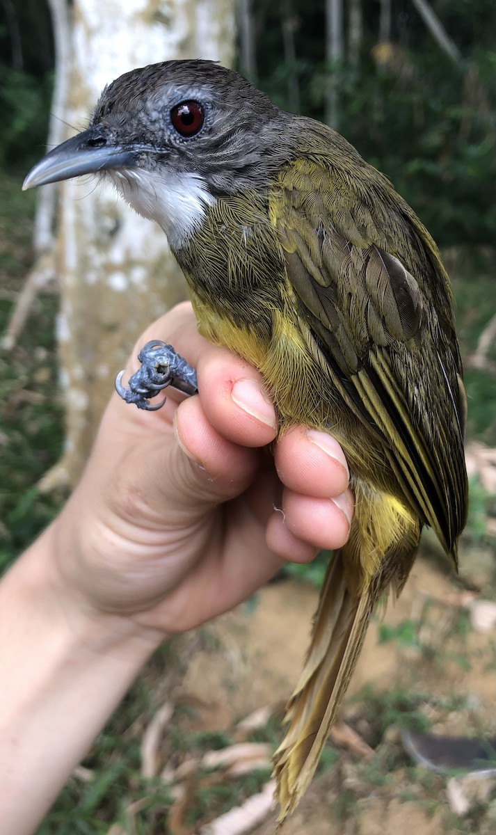 Bulbul à barbe blanche ou B. de Reichenow - ML538290661