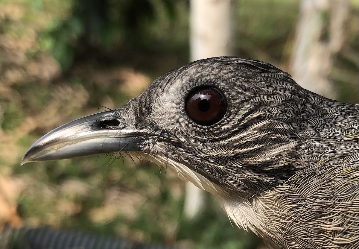 Eastern Bearded-Greenbul - ML538290731