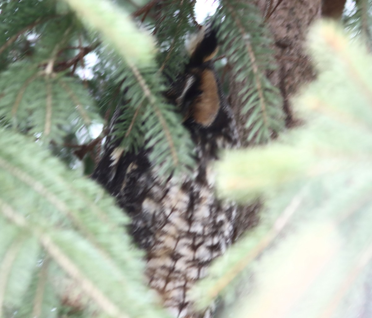 Long-eared Owl - ML538293511
