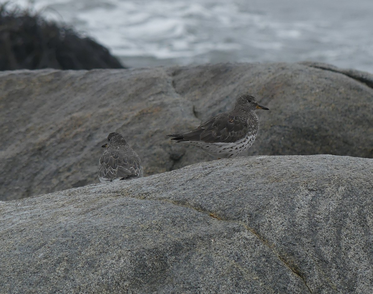 Surfbird - ML538293851