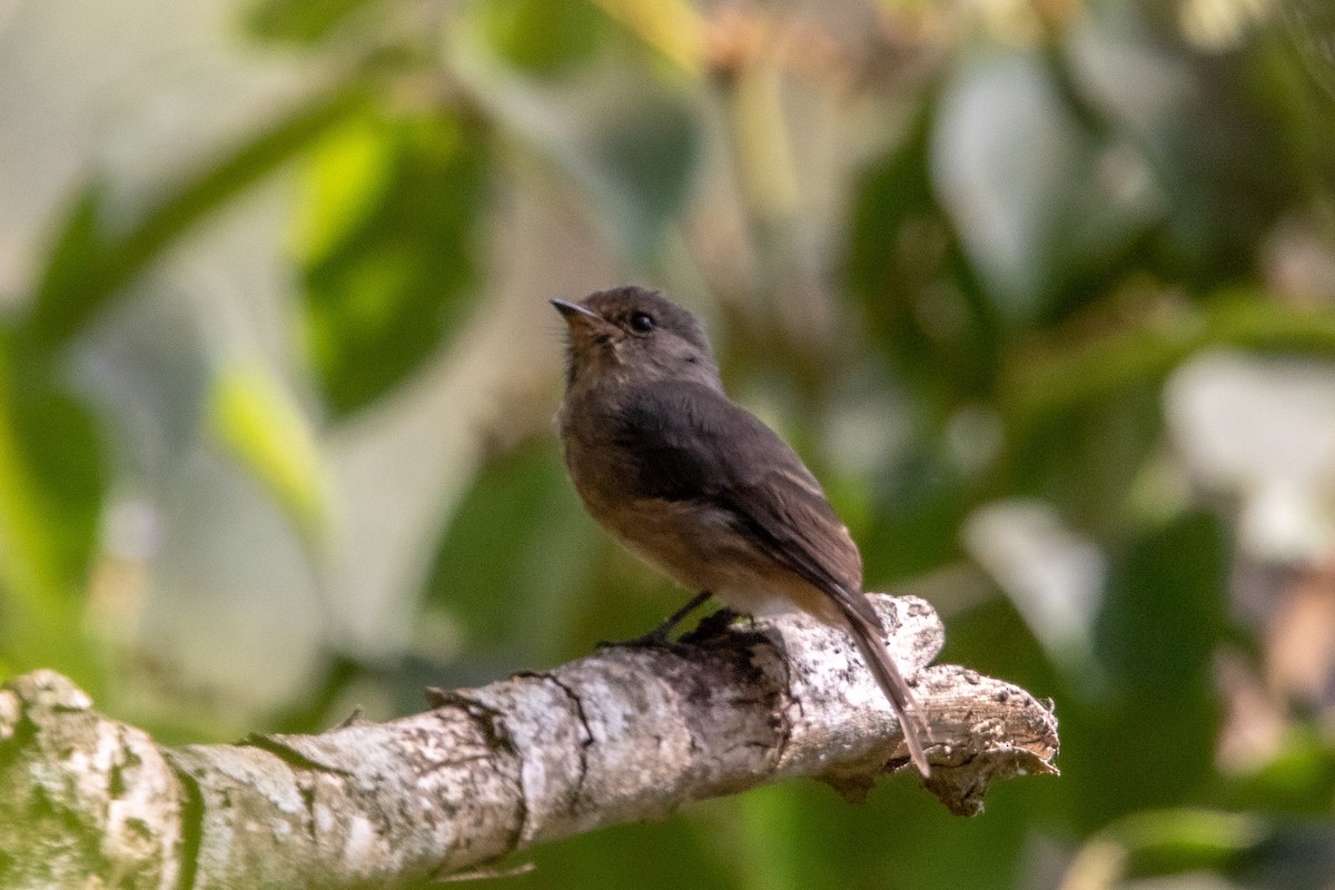 African Dusky Flycatcher - ML538294591