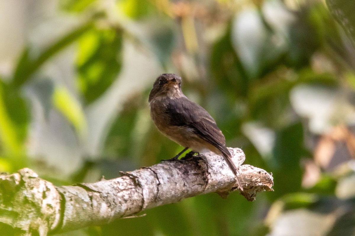 African Dusky Flycatcher - ML538294611