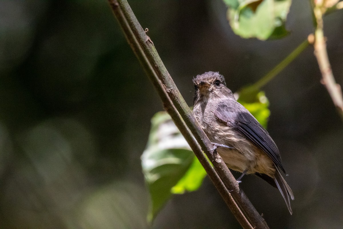 African Dusky Flycatcher - ML538294621