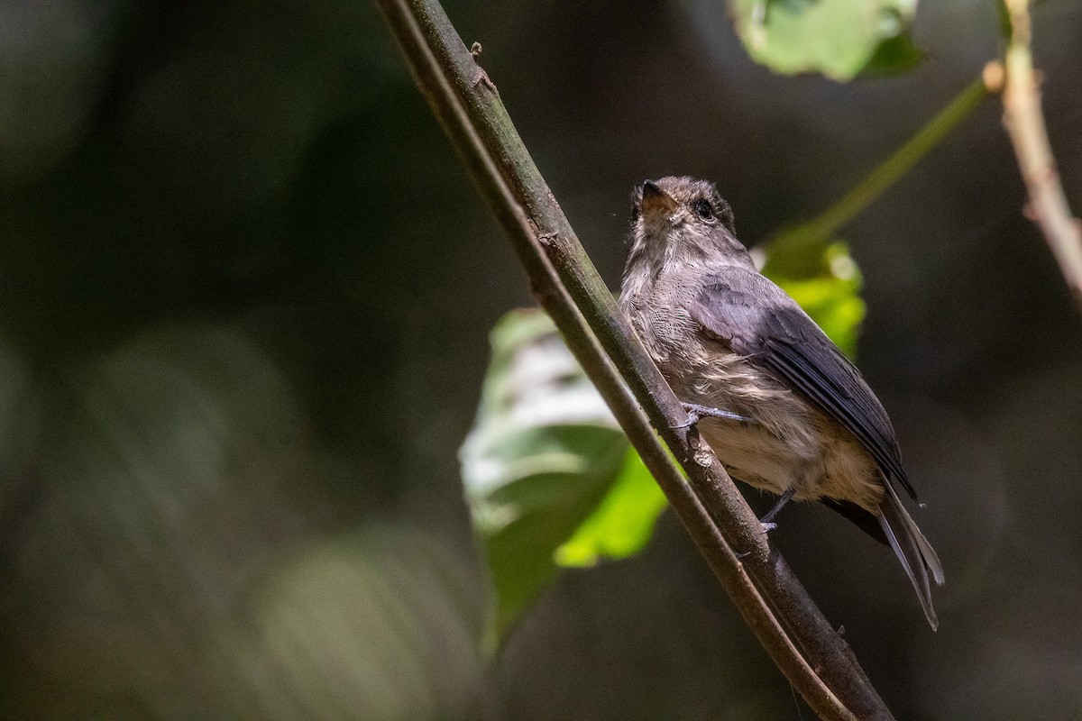 African Dusky Flycatcher - ML538294631