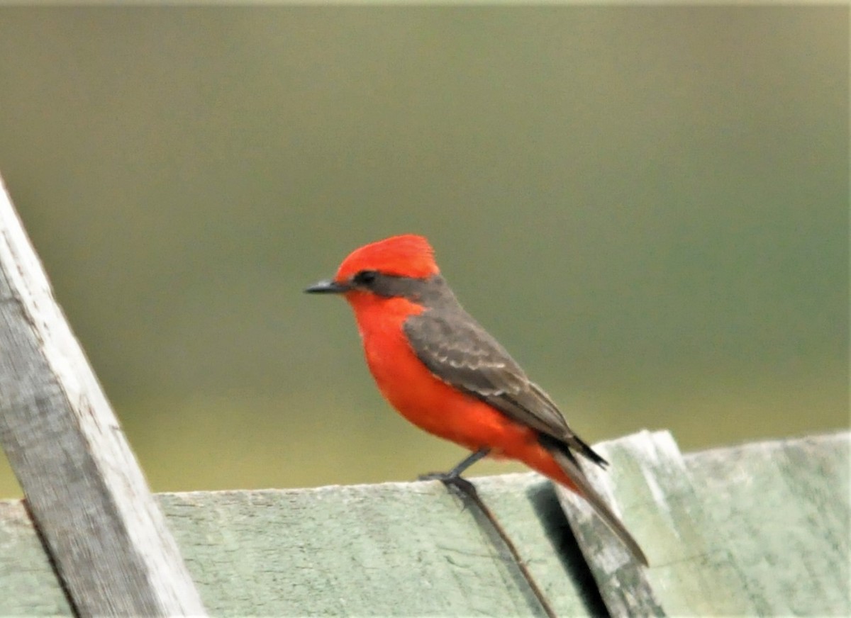 Vermilion Flycatcher - Fermin Zorrilla