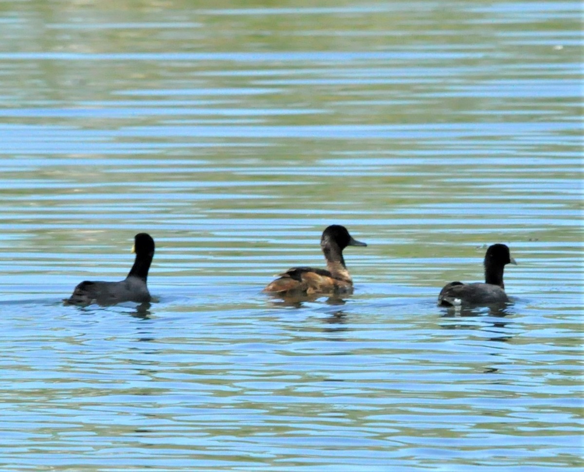 Black-headed Duck - Fermin Zorrilla