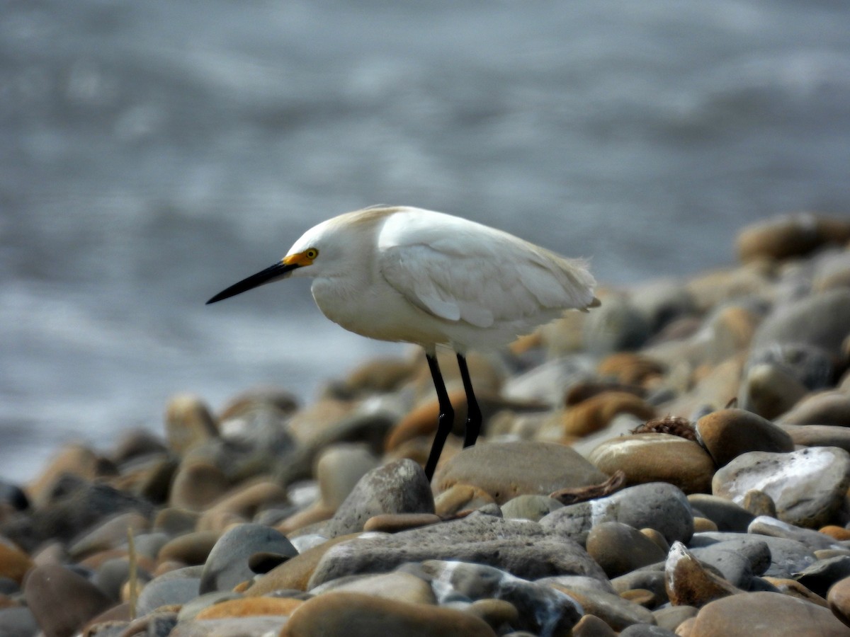 Snowy Egret - Jorge Alcalá