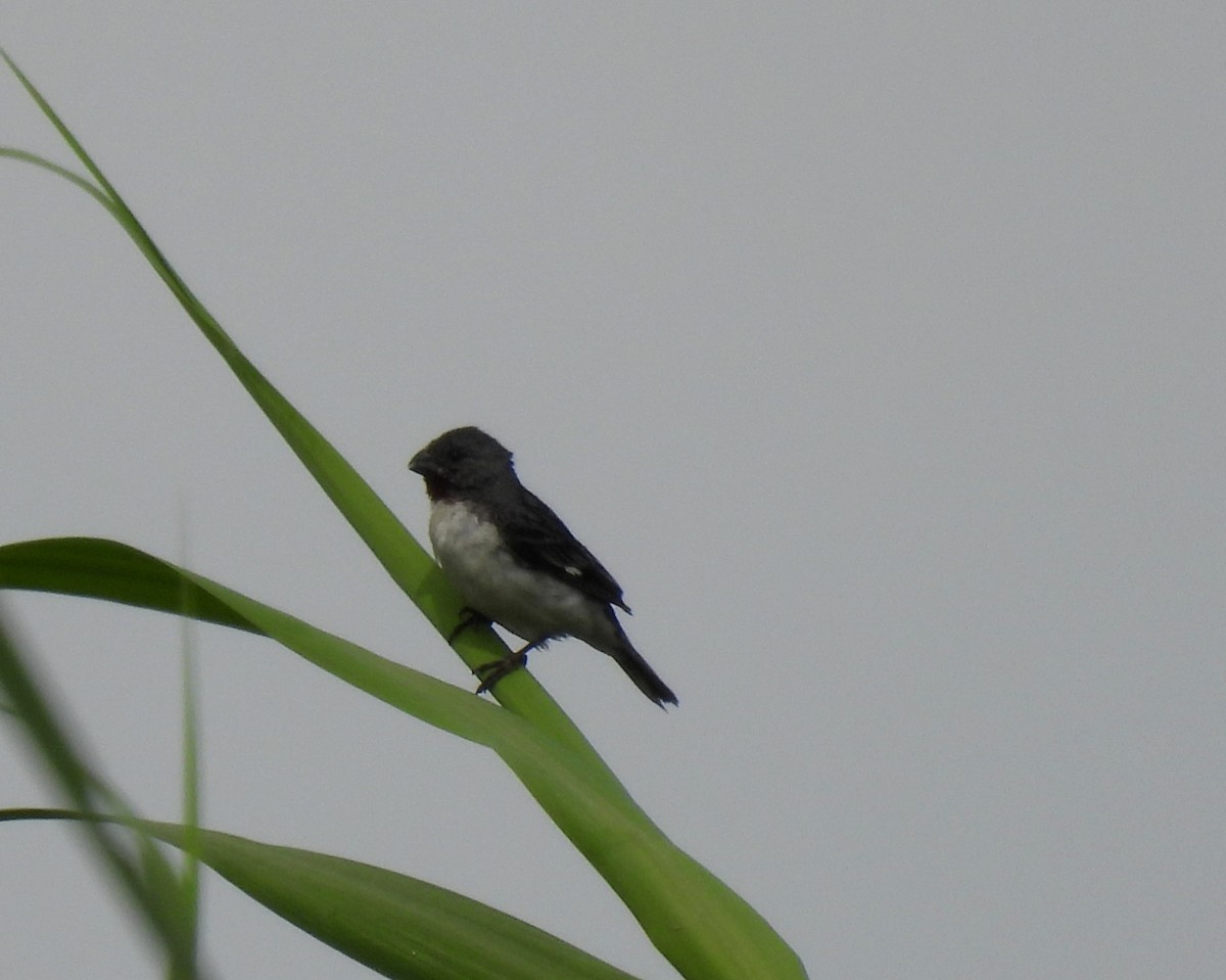 Chestnut-throated Seedeater - ML538296171