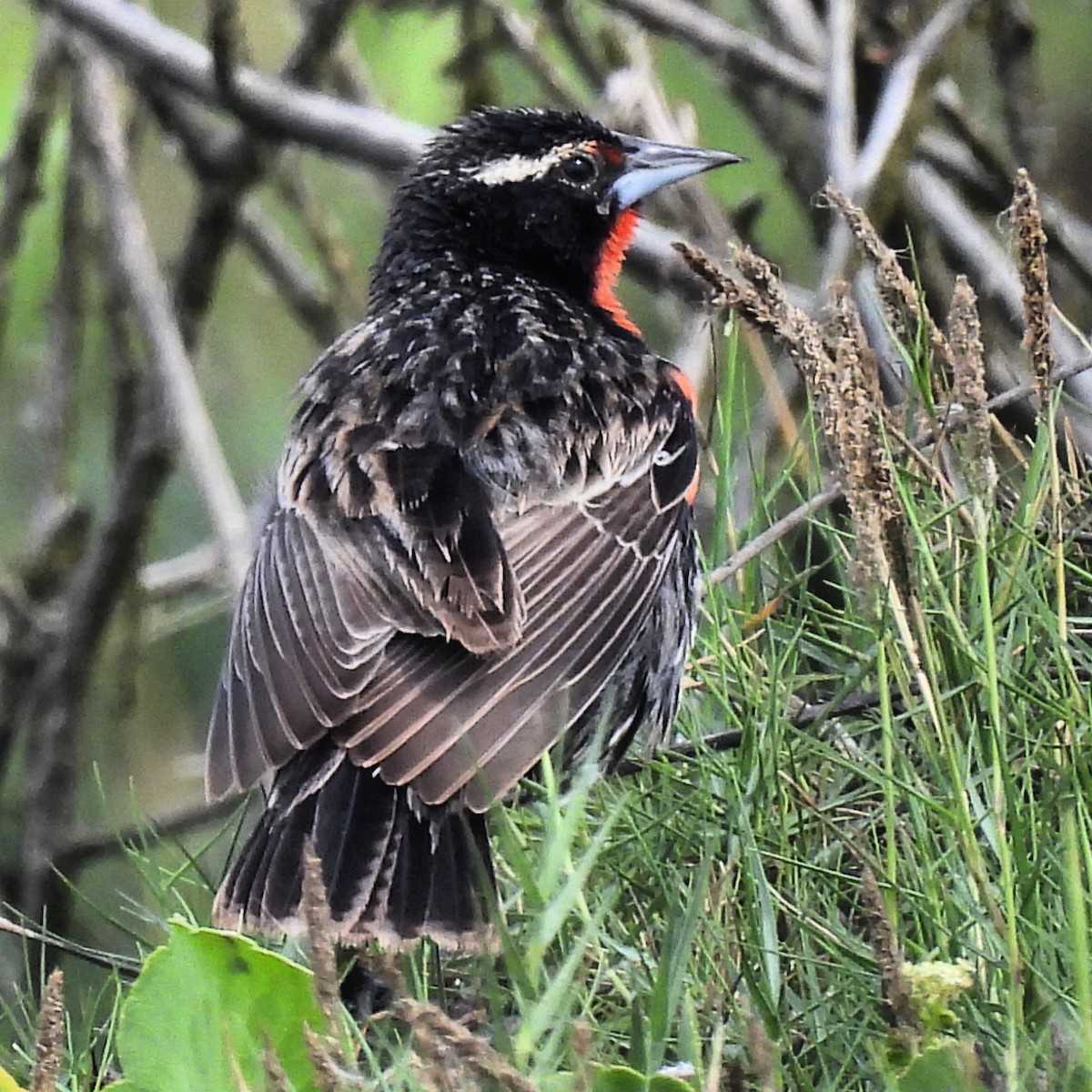 Peruvian Meadowlark - ML538296301