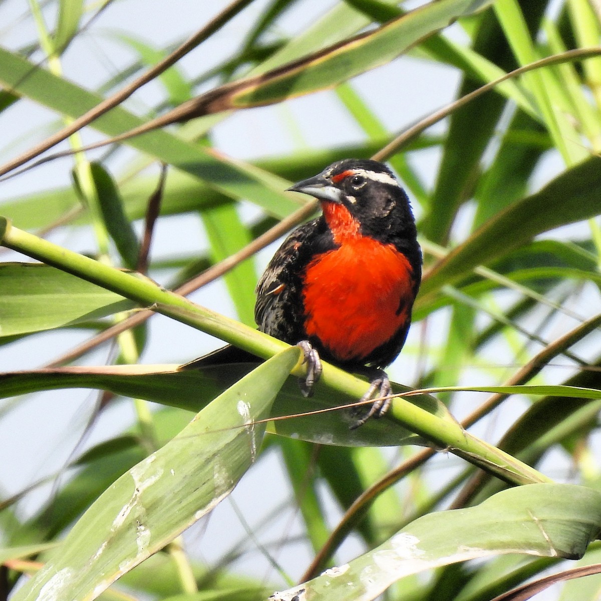 Peruvian Meadowlark - ML538296311