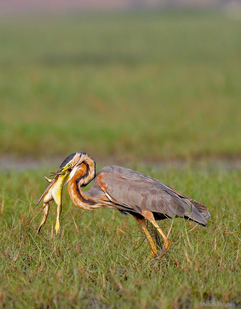 Purple Heron - Mamta Parmar