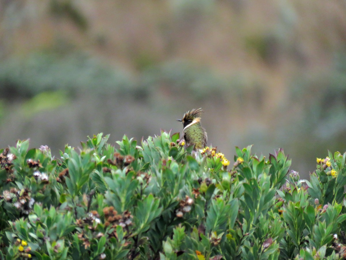 Colibri de Stübel - ML538296961