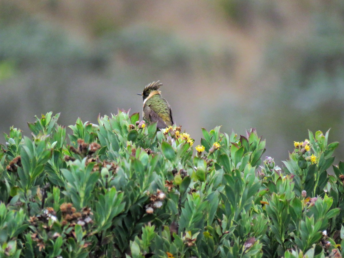 Buffy Helmetcrest - ML538296971