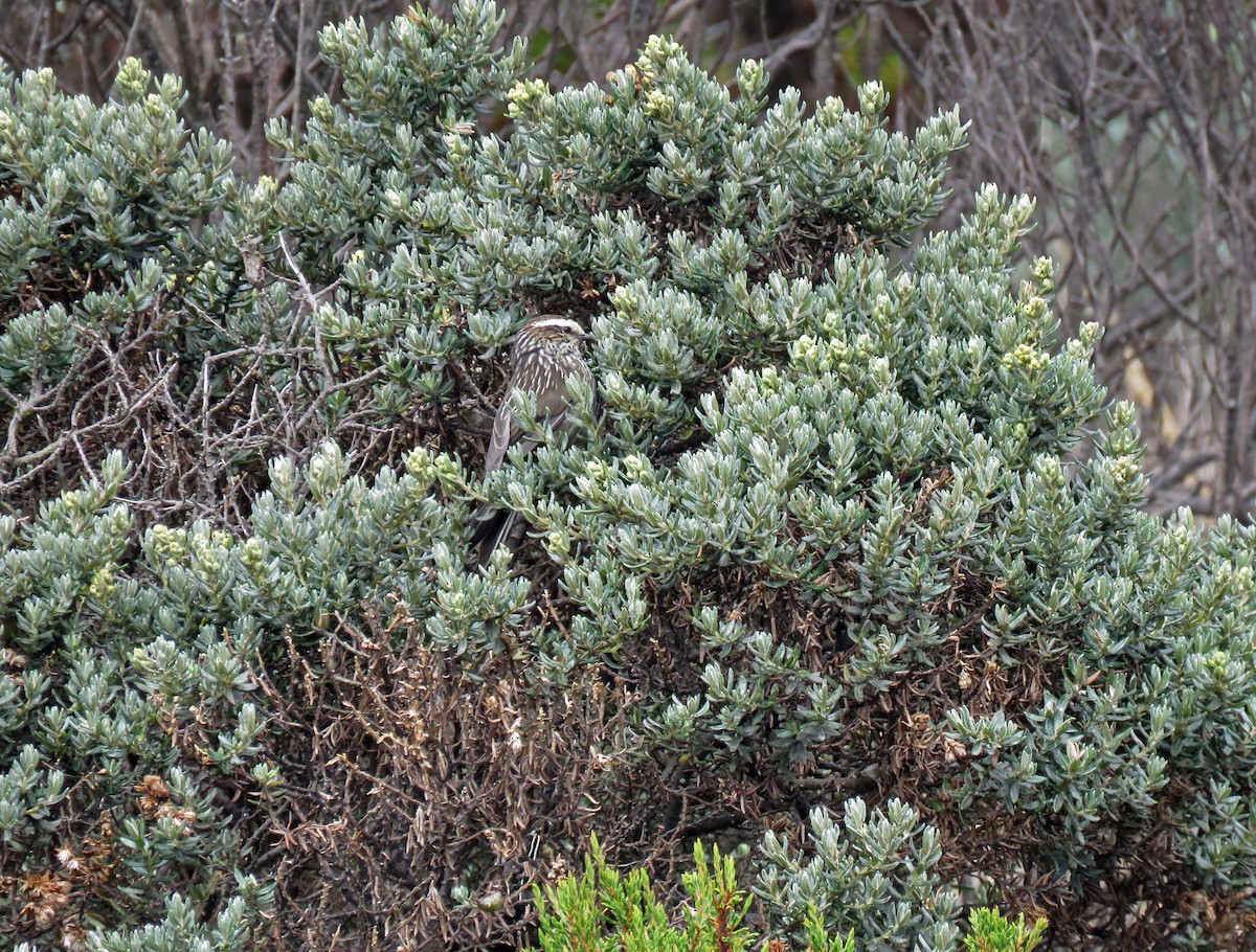 Andean Tit-Spinetail - ML538297121