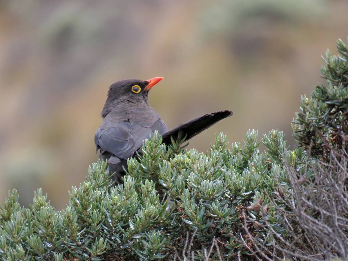 Great Thrush - ML538297271