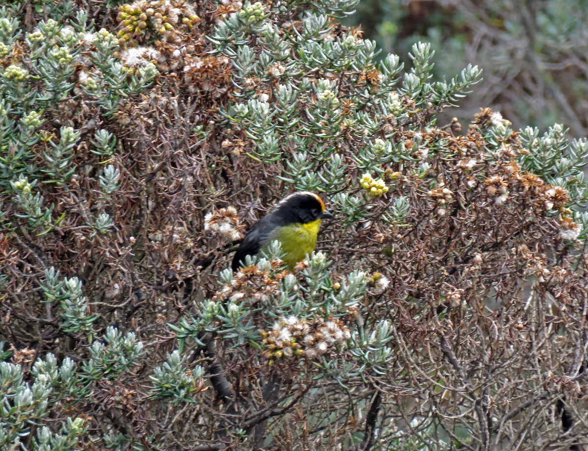 Pale-naped Brushfinch - Roger Robb