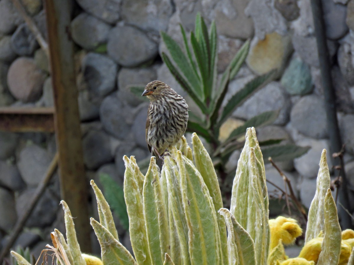 Plumbeous Sierra Finch - ML538297511