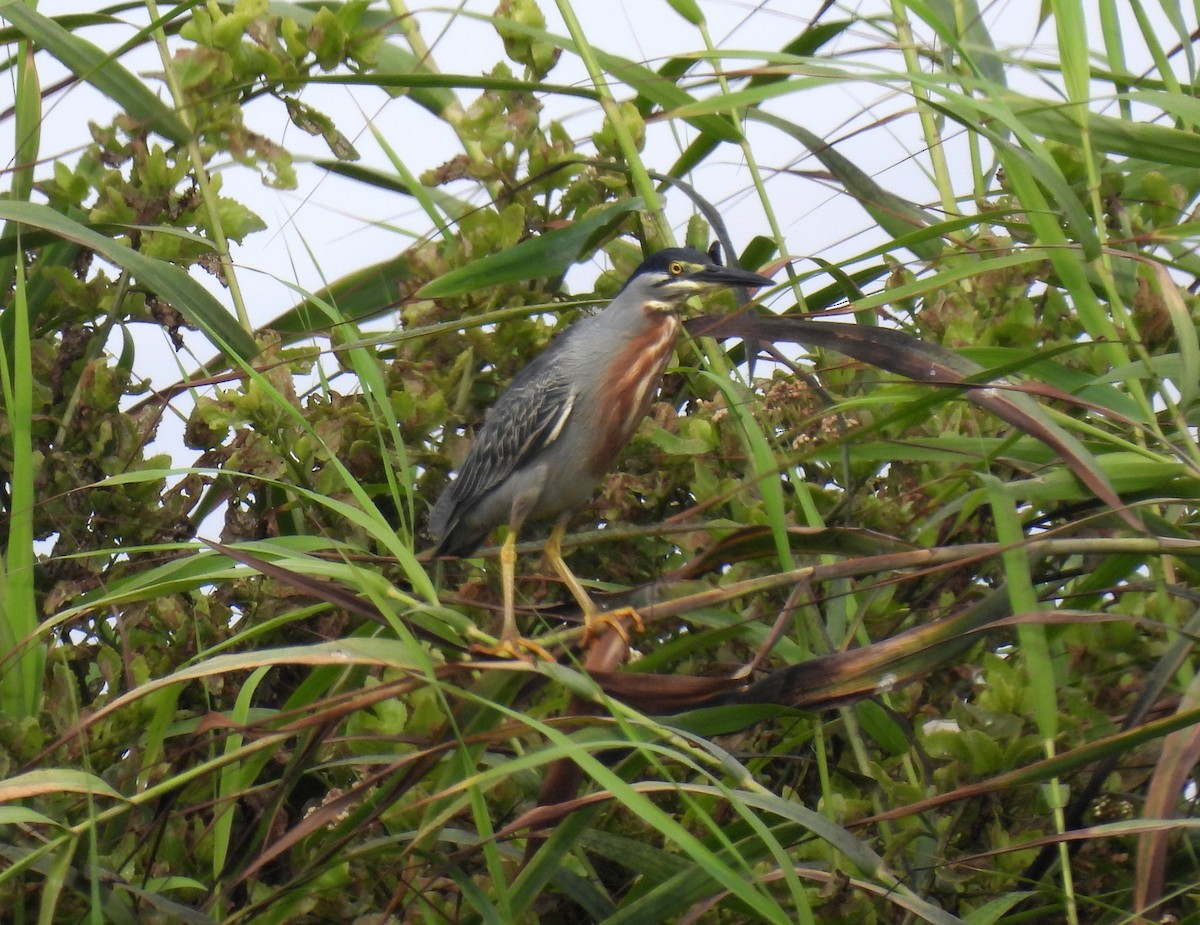 Striated Heron - ML538297731