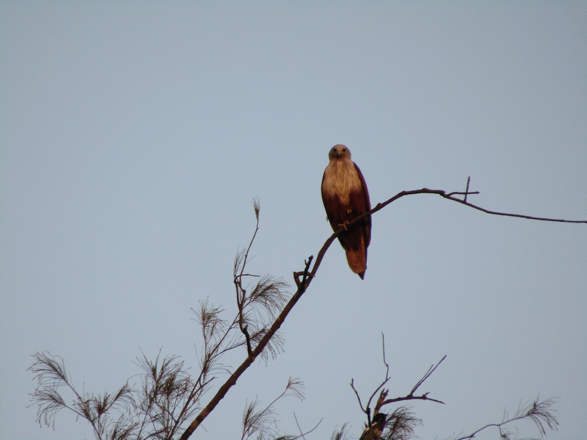 Brahminy Kite - ML538297741