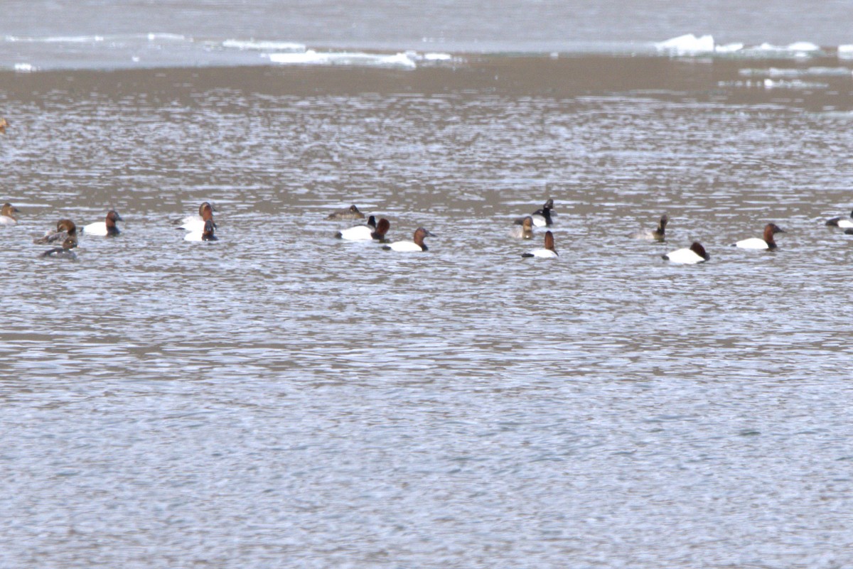 Canvasback - ML538298231