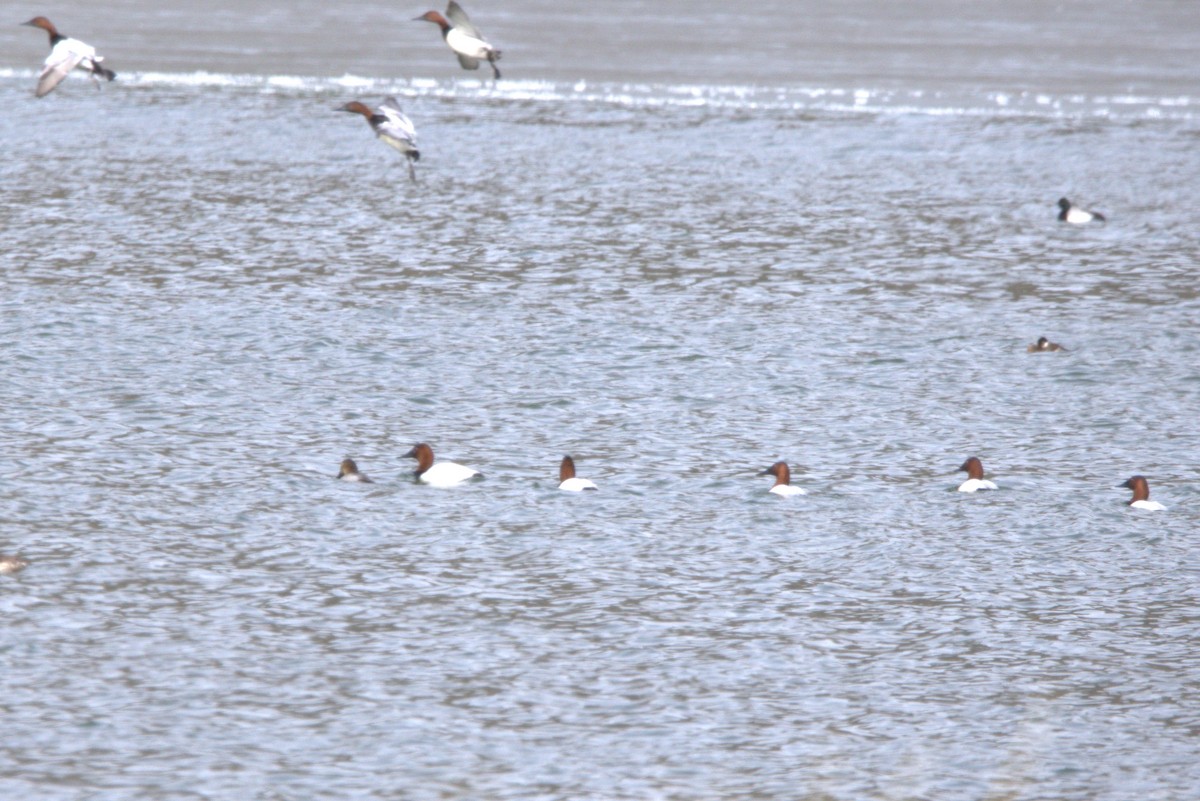 Canvasback - ML538298241