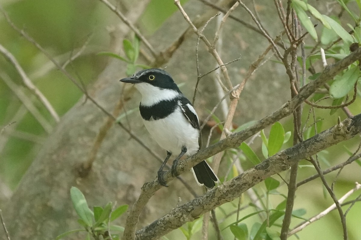 Pale Batis - ML538299041