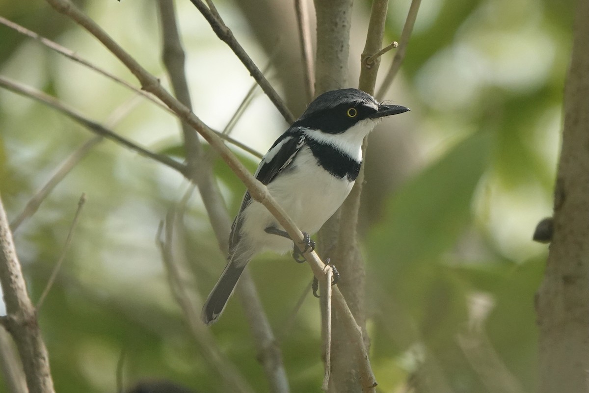 Pale Batis - ML538299051