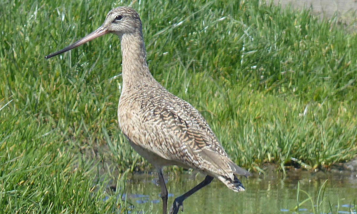 Marbled Godwit - ML53829961