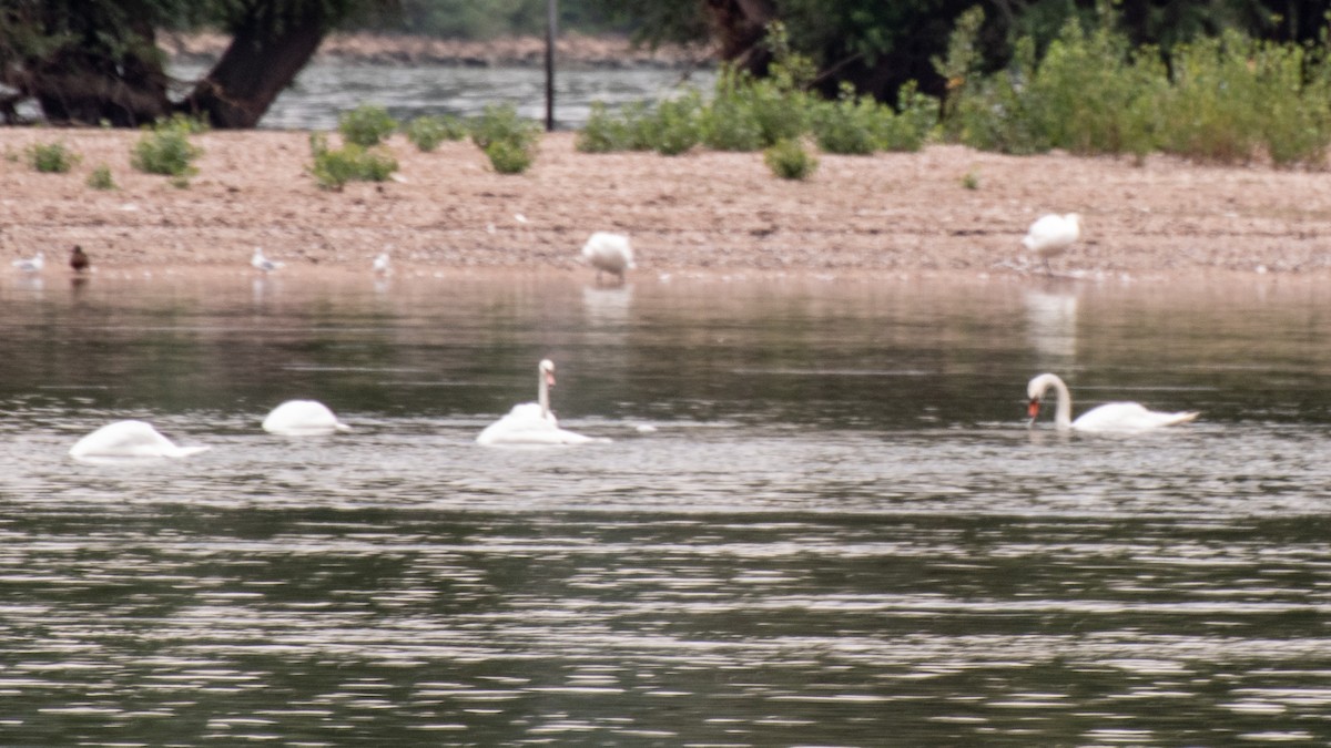 Mute Swan - ML538299981