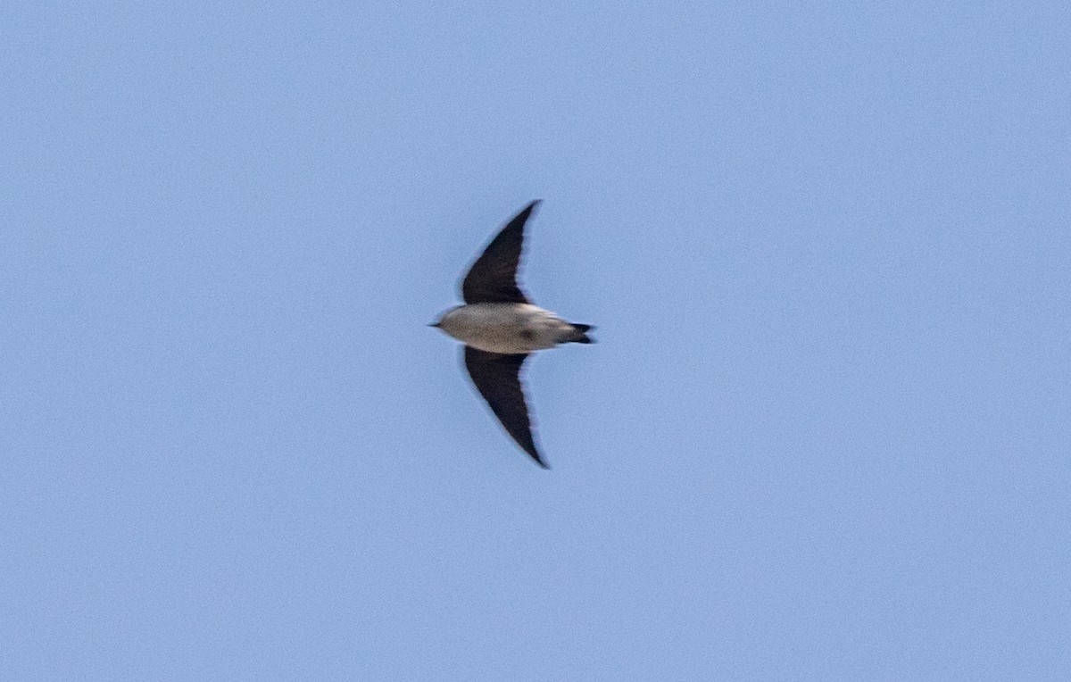 house-martin sp. - ML538300081