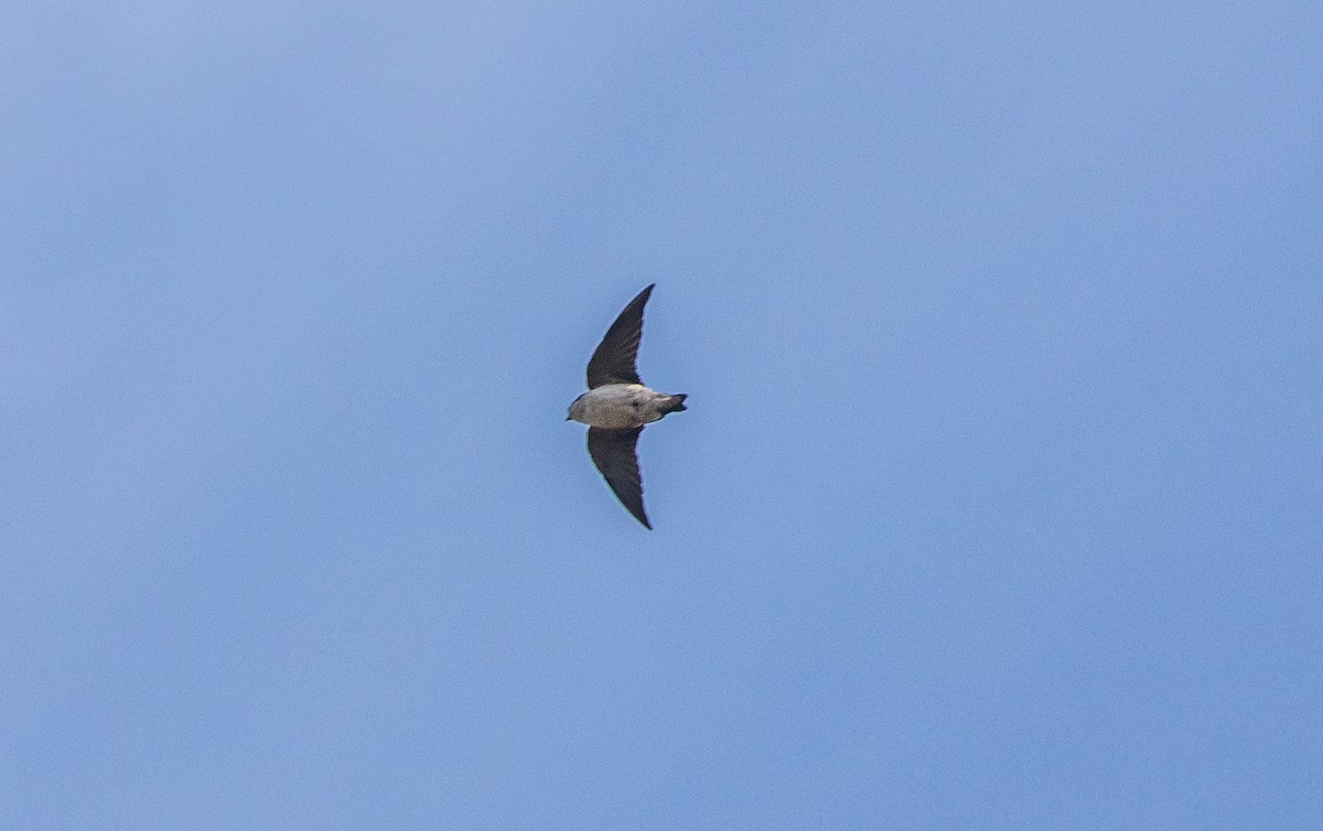 house-martin sp. - ML538300091