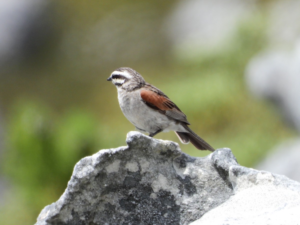 Cape Bunting - ML538300641