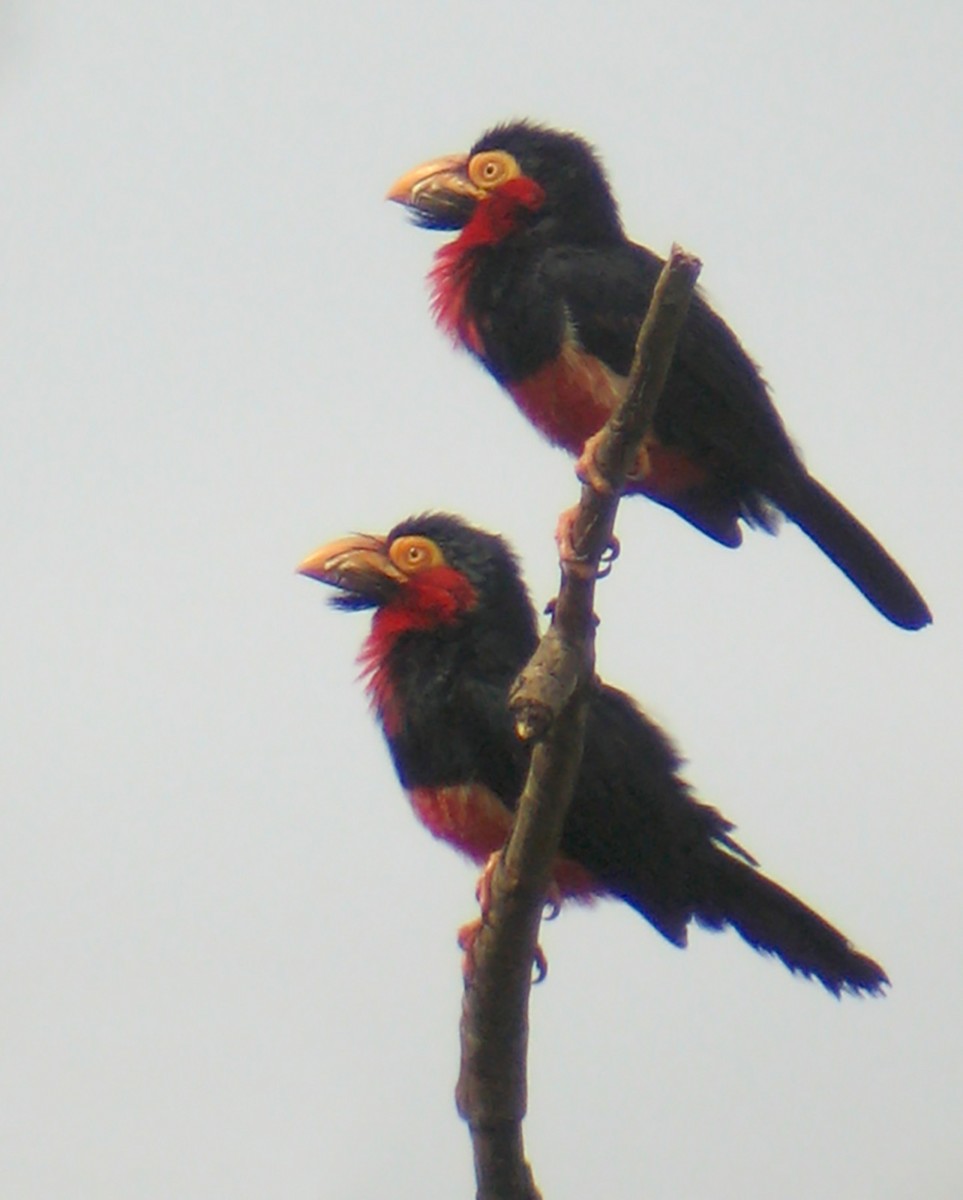 Bearded Barbet - Miguel Rouco