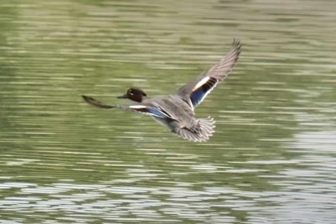 Green-winged Teal - ML538302331