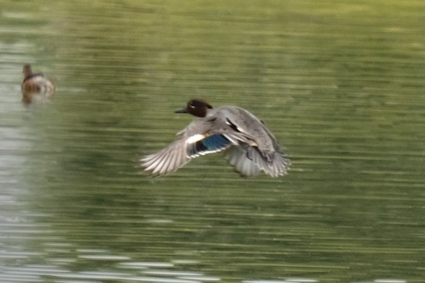 Green-winged Teal - ML538302341