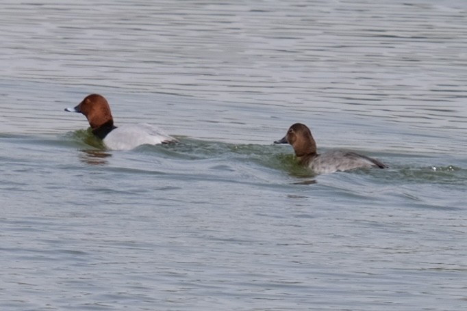 Common Pochard - ML538302401