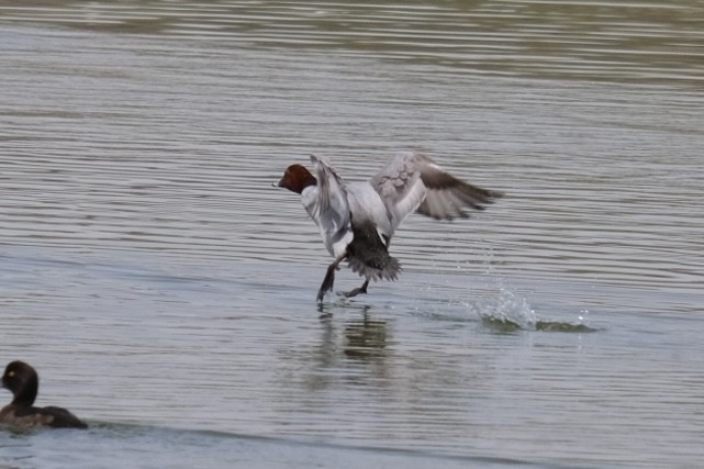 Common Pochard - ML538302421