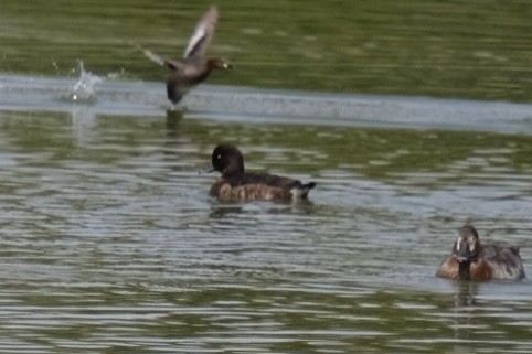 Tufted Duck - ML538302481