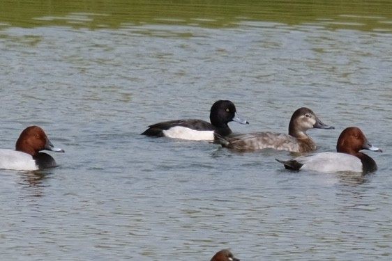 鳳頭潛鴨 - ML538302491