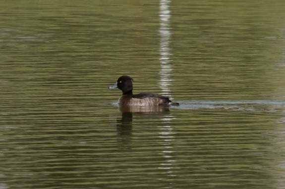 Tufted Duck - ML538302501