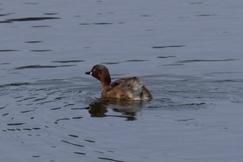 Little Grebe - ML538302591