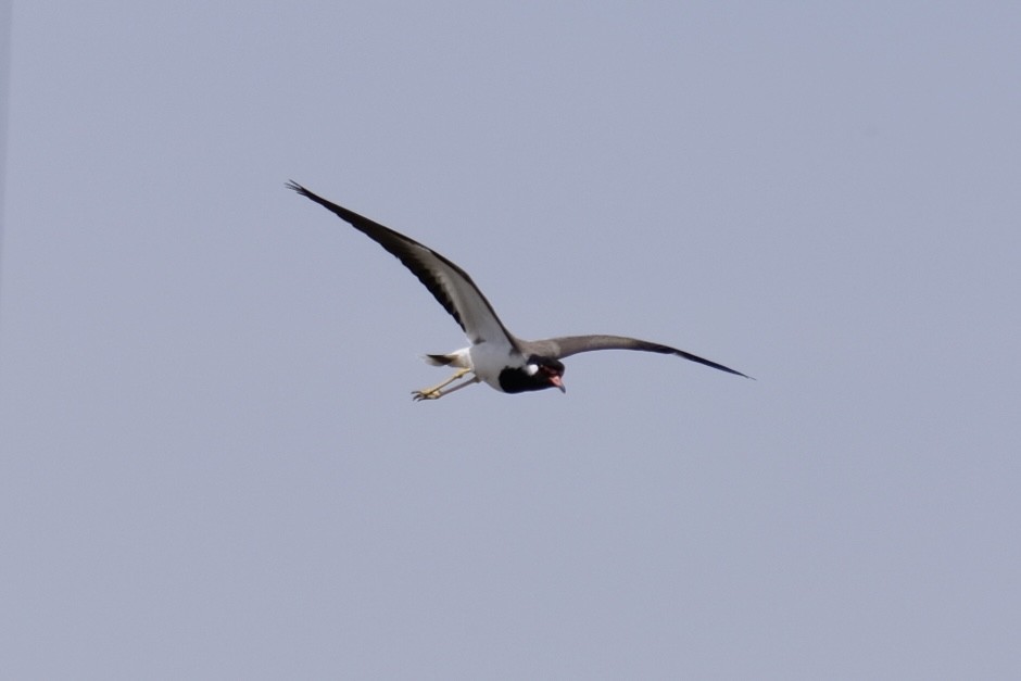 Red-wattled Lapwing - ML538302651