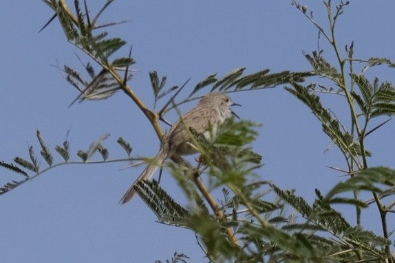 Prinia délicate - ML538302771